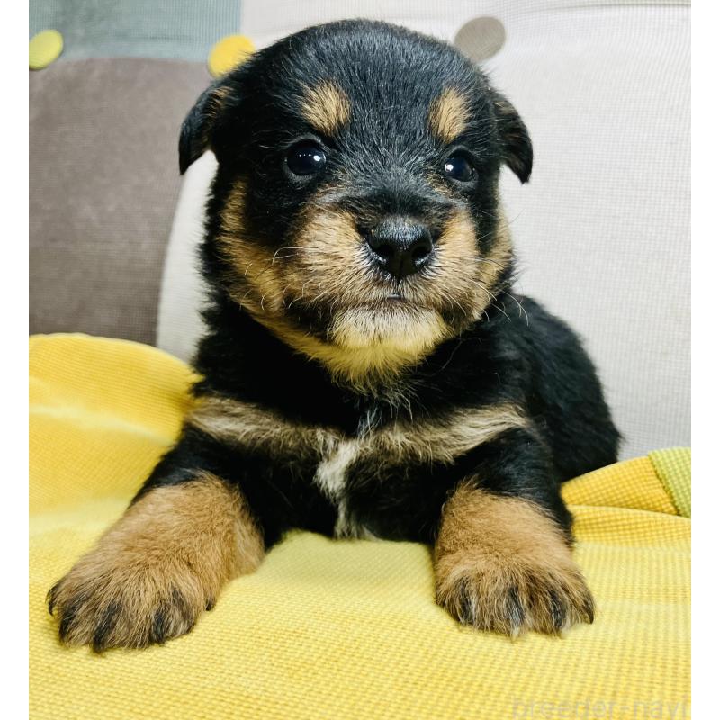 販売中の静岡県のミックス犬-401752の5枚目
