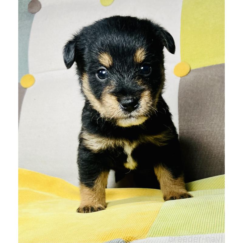 販売中の静岡県のミックス犬-401752の4枚目