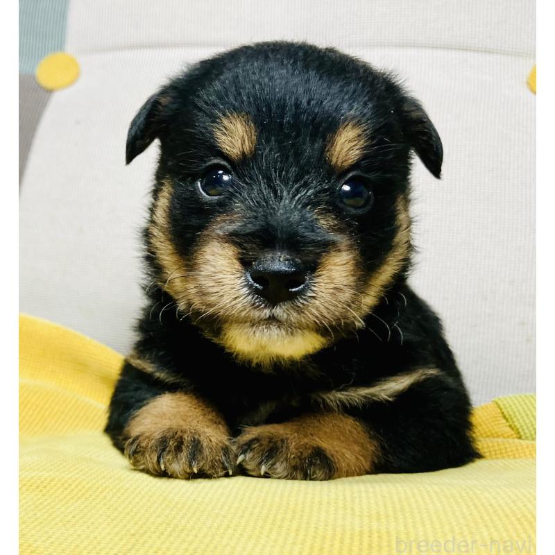 販売中の静岡県のミックス犬-401752の3枚目