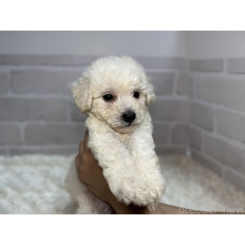 成約済の熊本県のポメプー:ポメラニアン×トイプードル-399803の1枚目