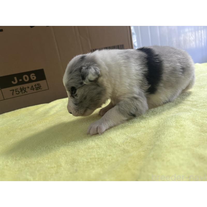 販売中の東京都のボーダーコリー-401754の9枚目