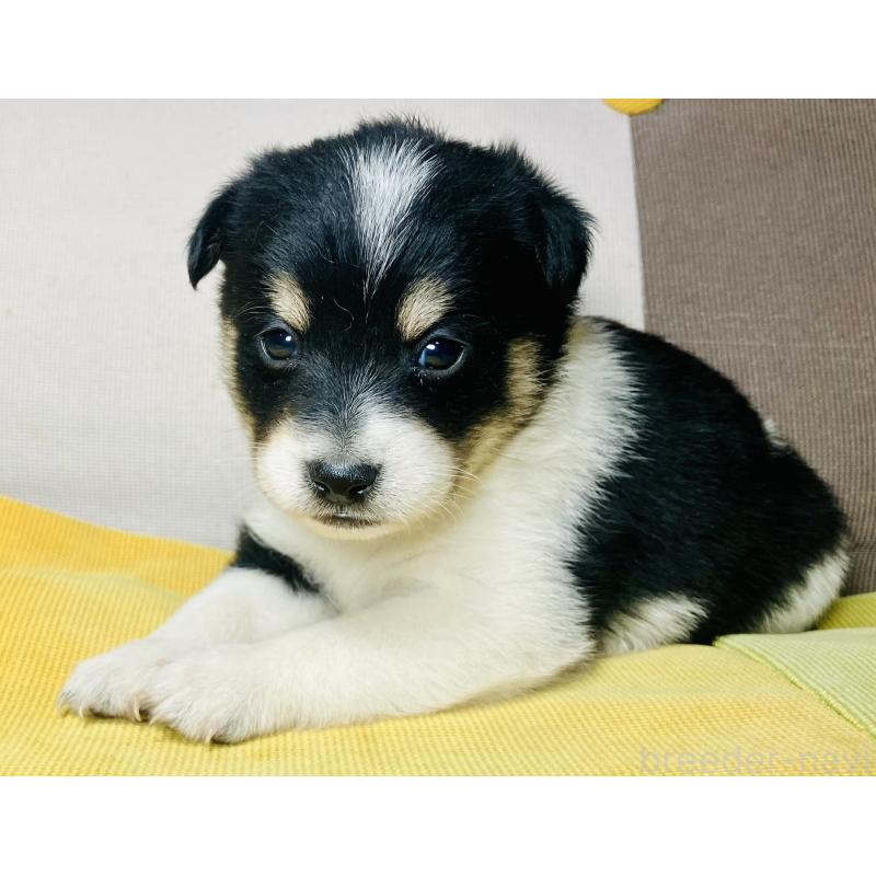 販売中の静岡県のミックス犬-401755の7枚目