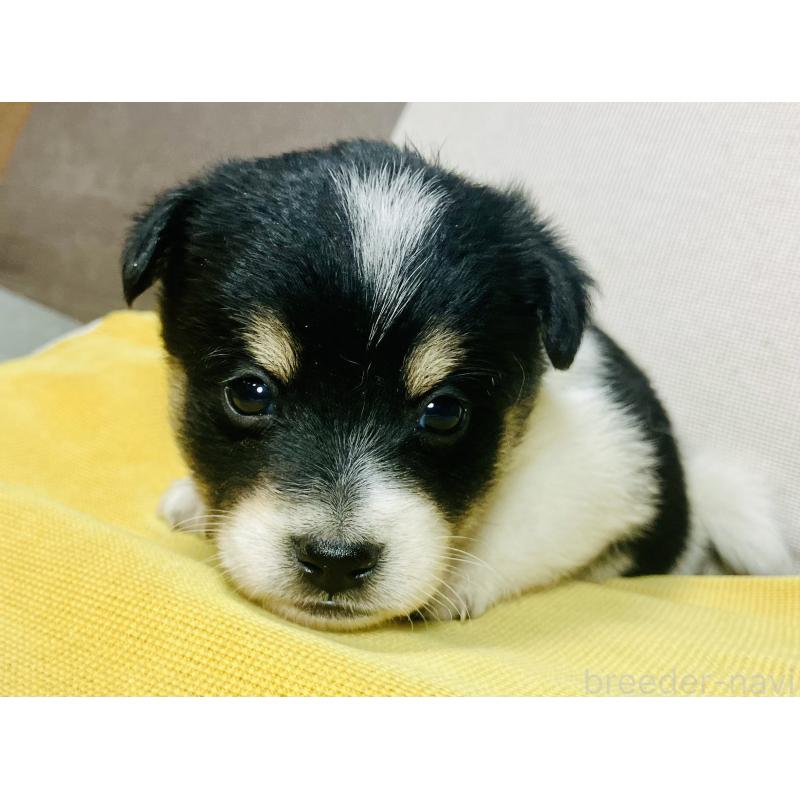 販売中の静岡県のミックス犬-401755の5枚目