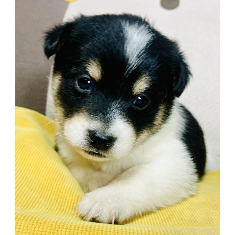 販売中の静岡県のミックス犬-401755の4枚目