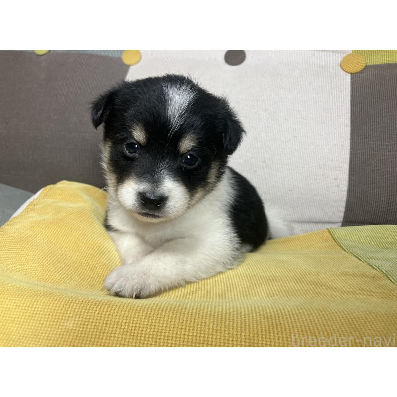 販売中の静岡県のミックス犬-401755の3枚目