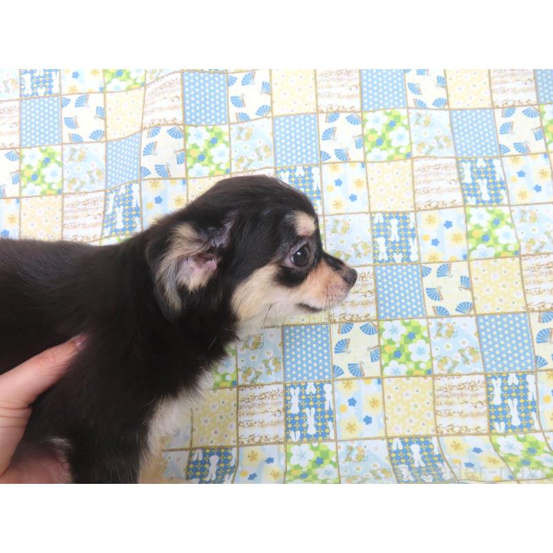 成約済の千葉県のチワワ(ロングコート)-388710の5枚目