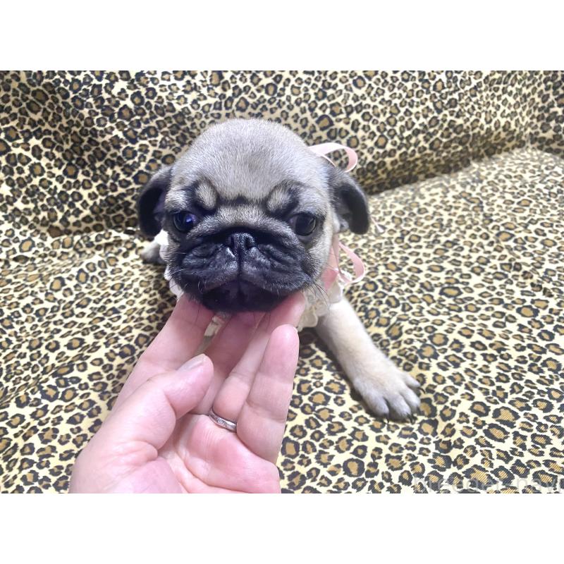 販売中の佐賀県のパグ-401579の2枚目