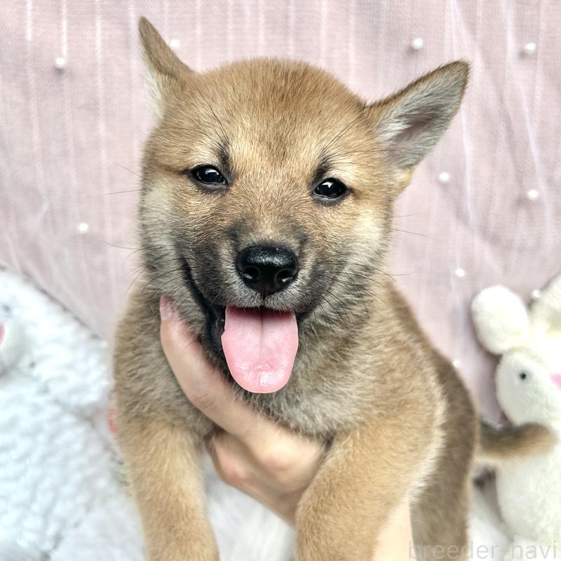 販売中の栃木県のミックス犬-401765の7枚目