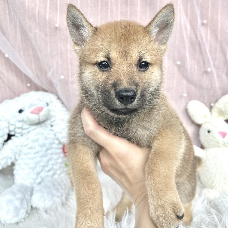 販売中の栃木県のミックス犬-401765の6枚目