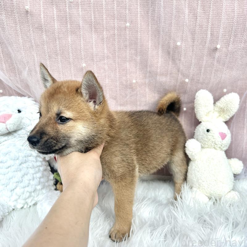販売中の栃木県のミックス犬-401765の5枚目