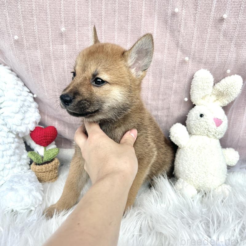 販売中の栃木県のミックス犬-401765の4枚目