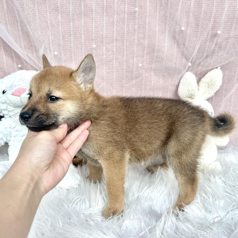 販売中の栃木県のミックス犬-401765の3枚目