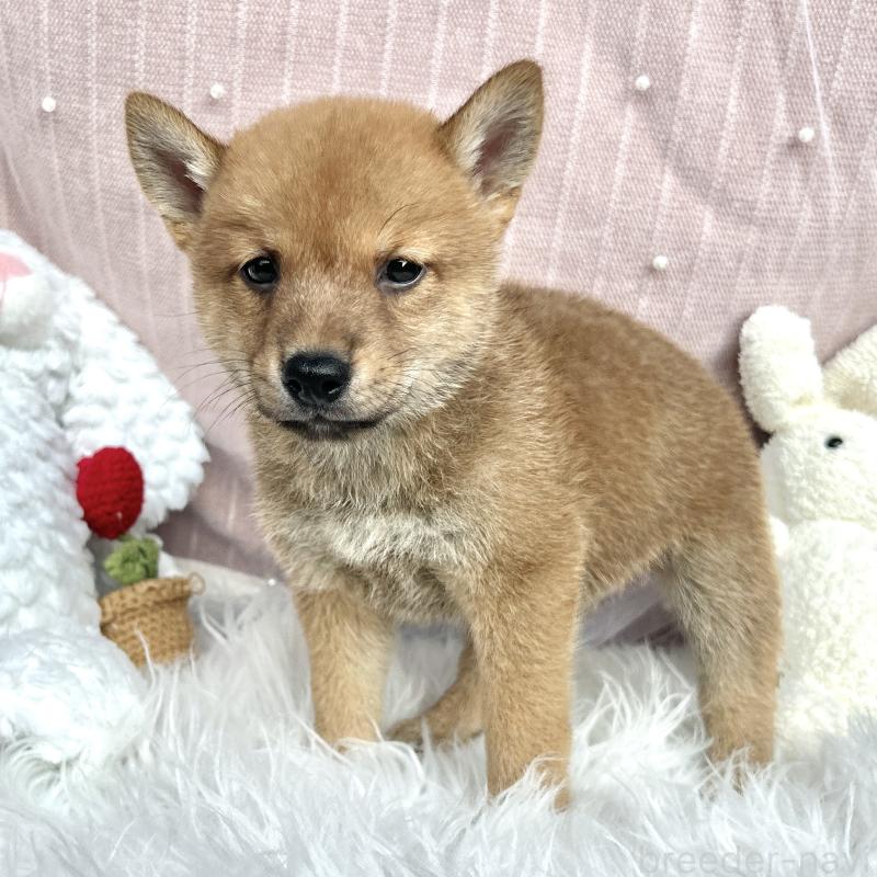 販売中の栃木県のミックス犬-401767の8枚目