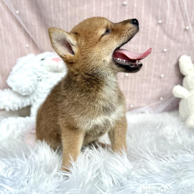 販売中の栃木県のミックス犬-401767の7枚目