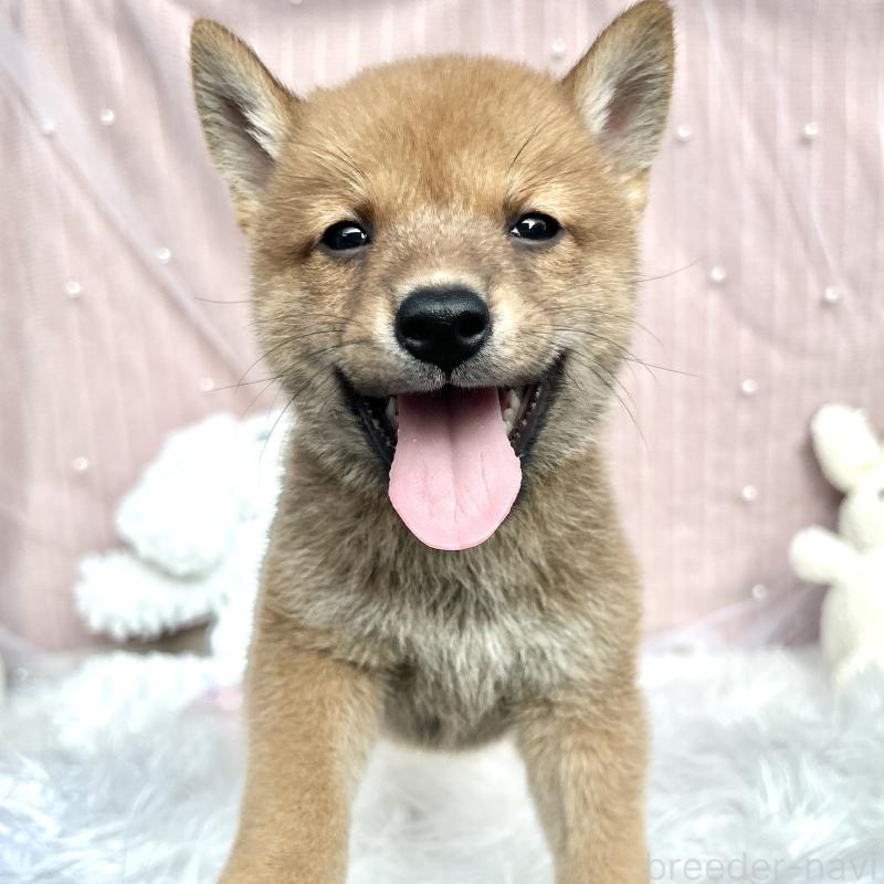 販売中の栃木県のミックス犬-401767の6枚目