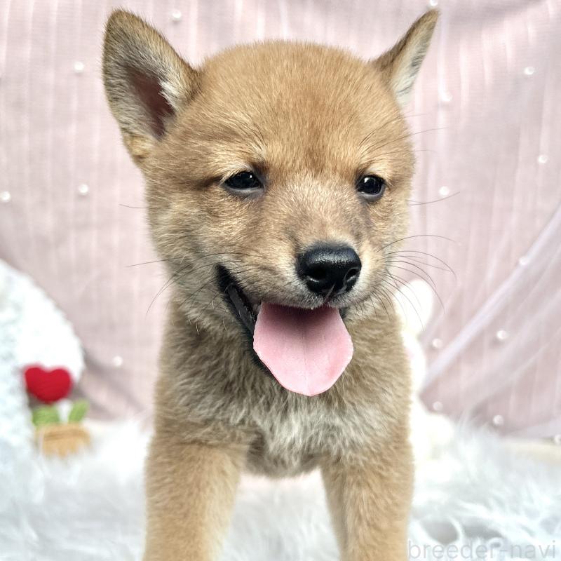 販売中の栃木県のミックス犬-401767の5枚目
