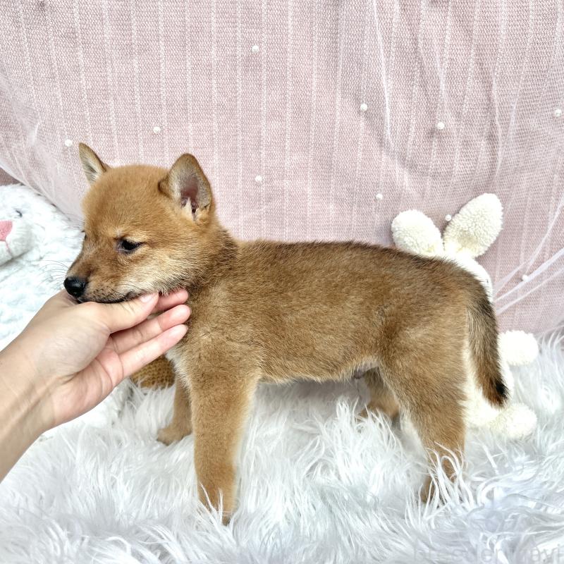 販売中の栃木県のミックス犬-401767の3枚目