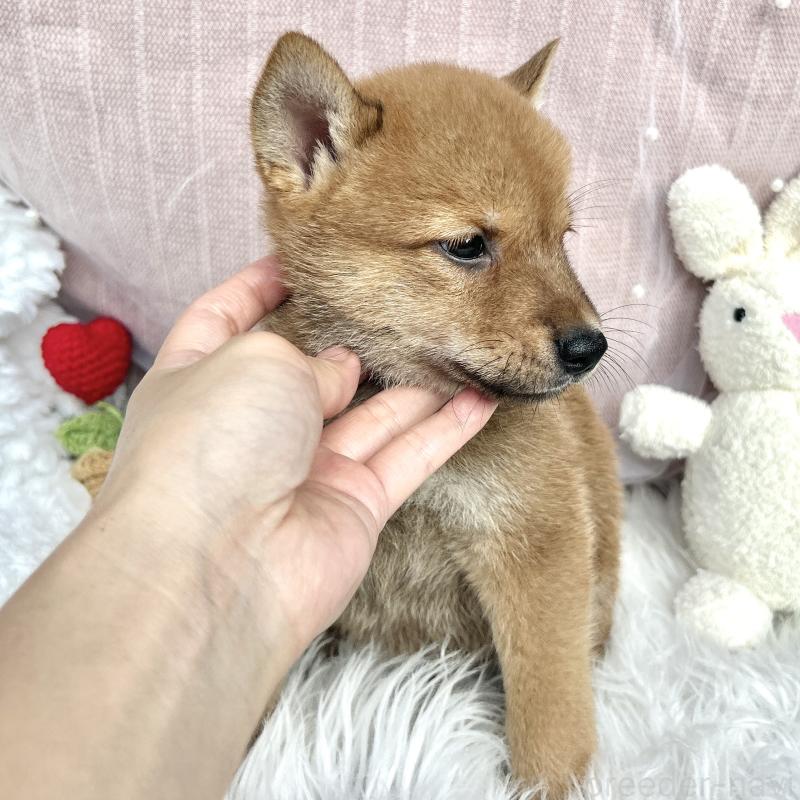 販売中の栃木県のミックス犬-401767の2枚目