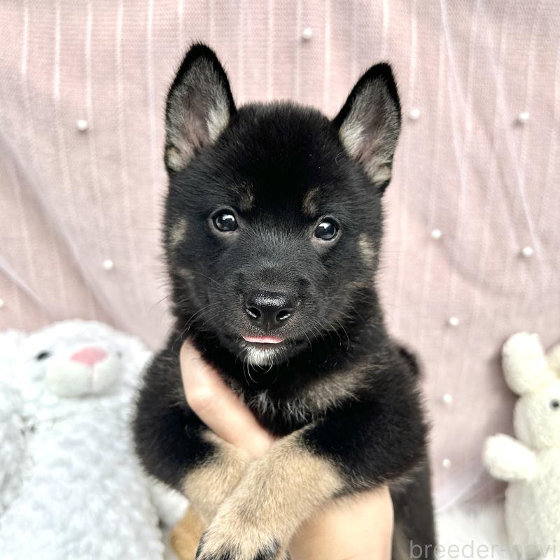 販売中の栃木県のミックス犬-401768の10枚目
