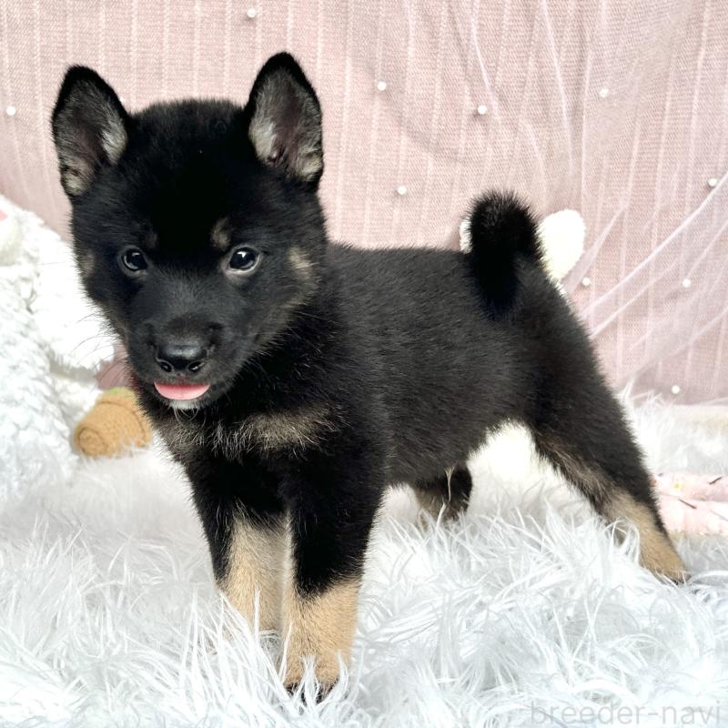 販売中の栃木県のミックス犬-401768の9枚目