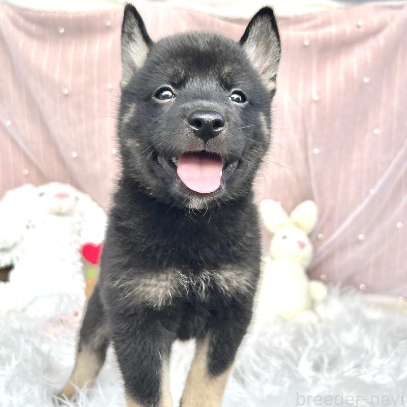 販売中の栃木県のミックス犬-401768の8枚目