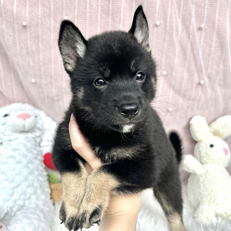 販売中の栃木県のミックス犬-401768の7枚目