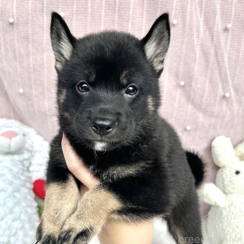 販売中の栃木県のミックス犬-401768の6枚目