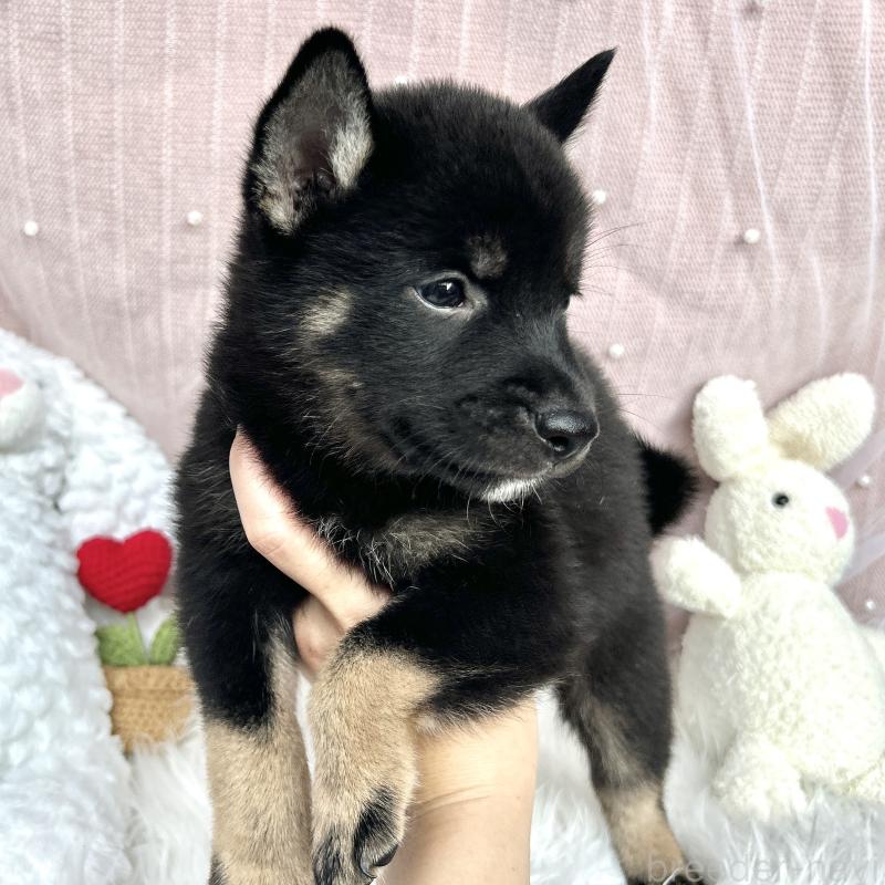 販売中の栃木県のミックス犬-401768の5枚目