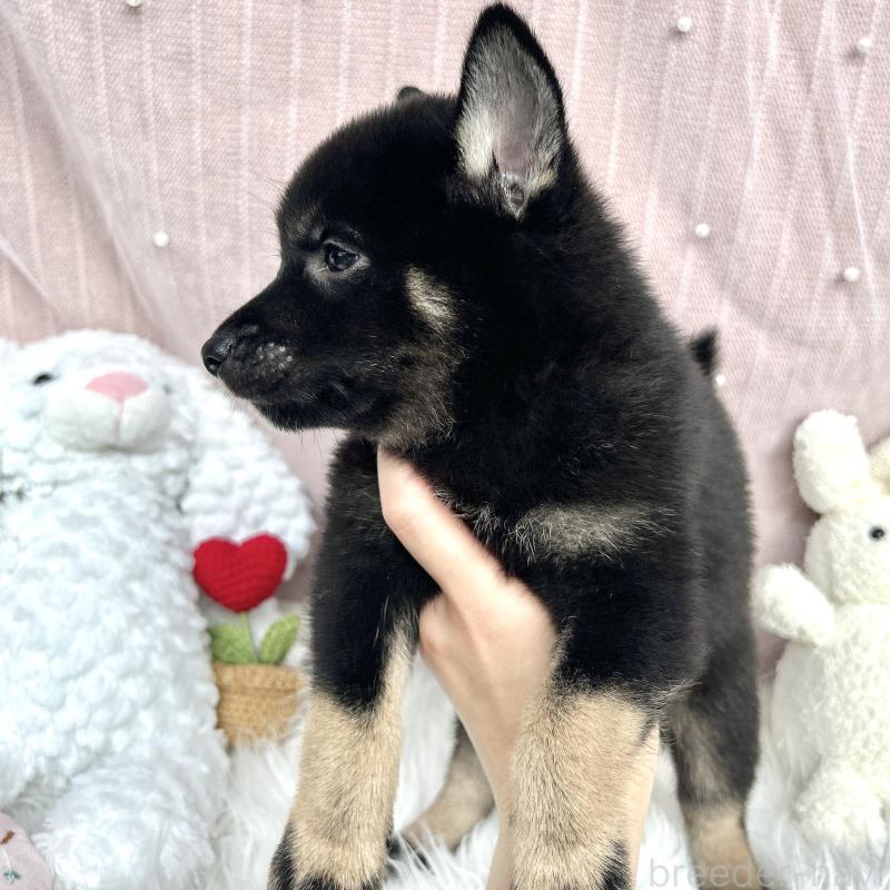 販売中の栃木県のミックス犬-401768の4枚目