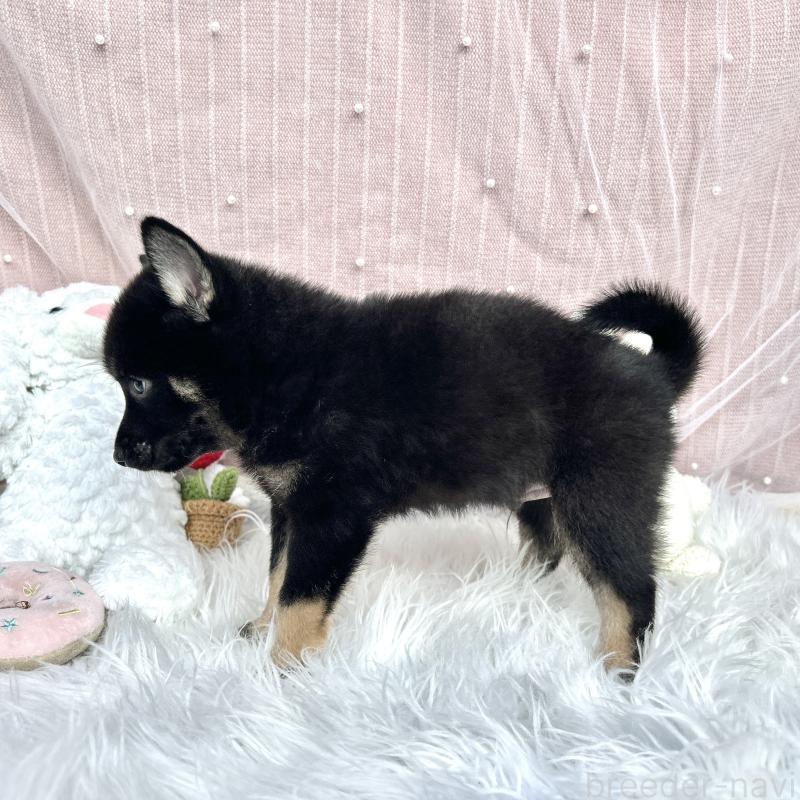 販売中の栃木県のミックス犬-401768の3枚目