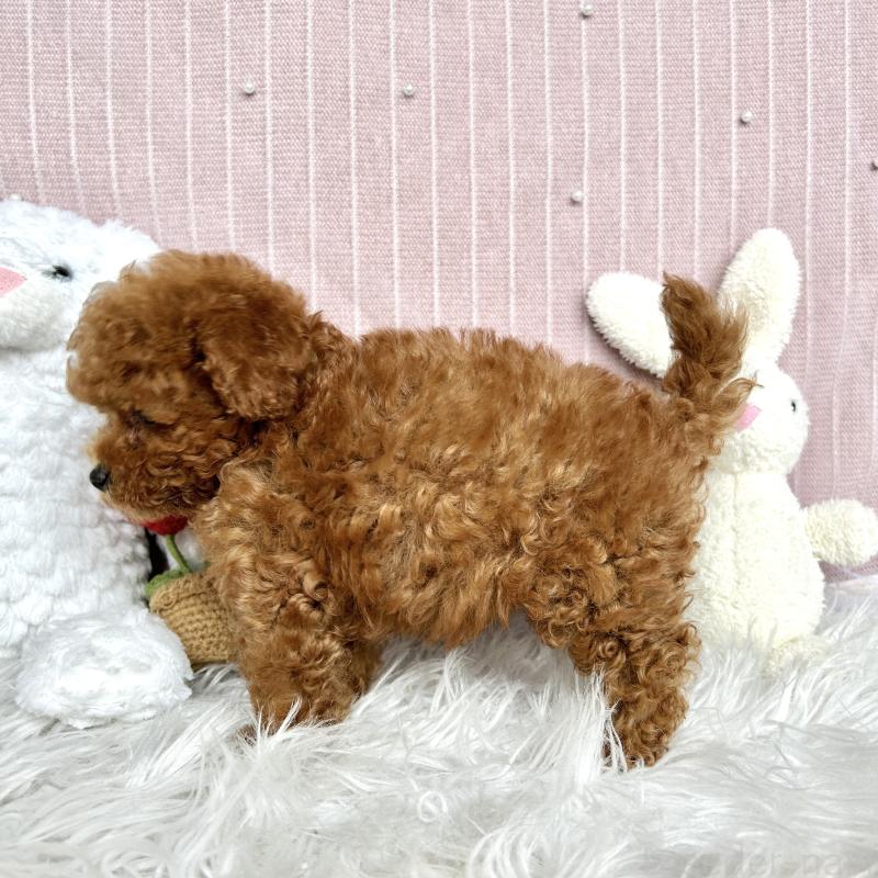 販売中の栃木県のトイプードル-401769の2枚目