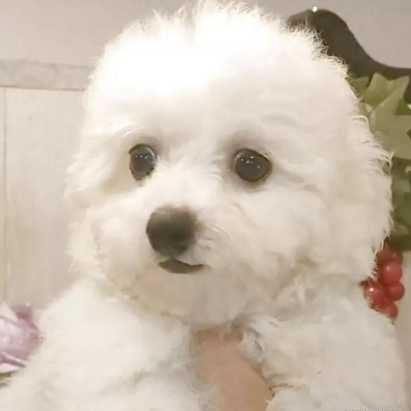 販売中の愛知県のビションフリーゼ-391918の1枚目