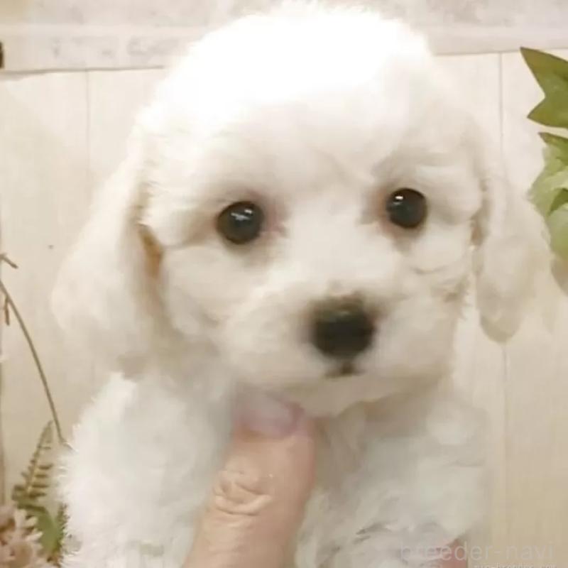 販売中の愛知県のビションフリーゼ-391918の5枚目