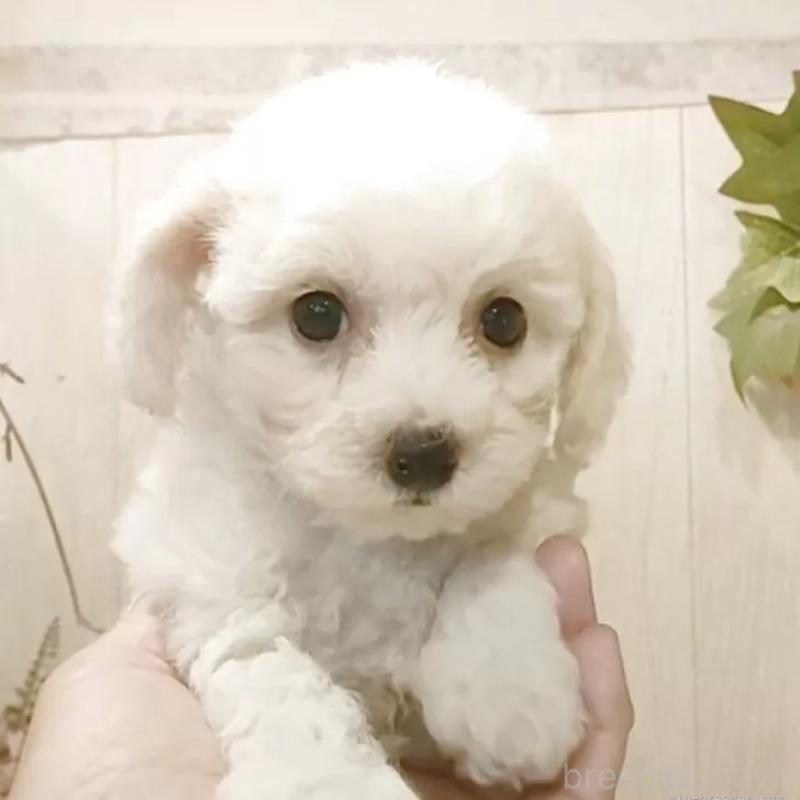 販売中の愛知県のビションフリーゼ-391918の4枚目