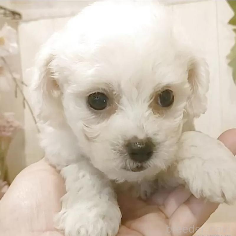 販売中の愛知県のビションフリーゼ-391570の5枚目