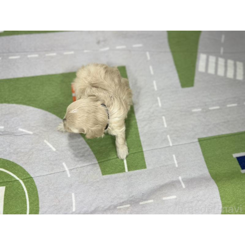 販売中の愛知県のマルプー:マルチーズ×トイプードル-401783の5枚目