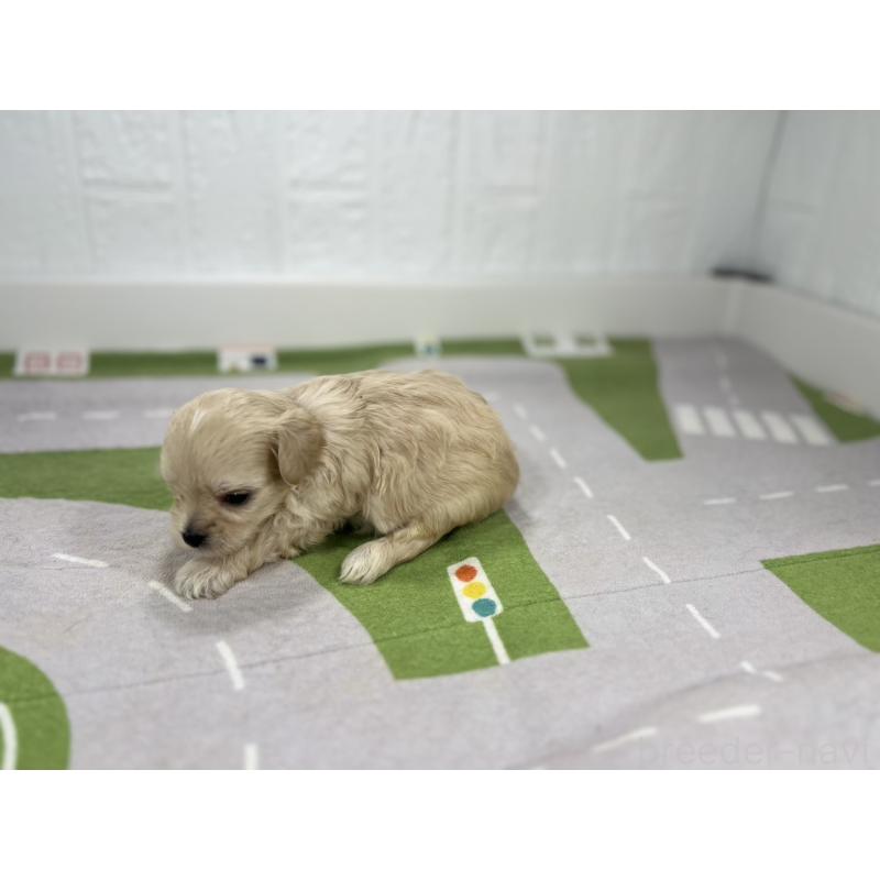 販売中の愛知県のマルプー:マルチーズ×トイプードル-401783の4枚目