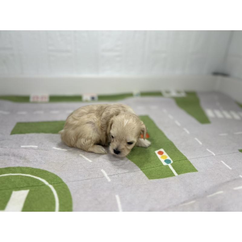 販売中の愛知県のマルプー:マルチーズ×トイプードル-401783の2枚目