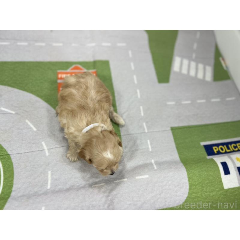 販売中の愛知県のマルプー:マルチーズ×トイプードル-401784の5枚目