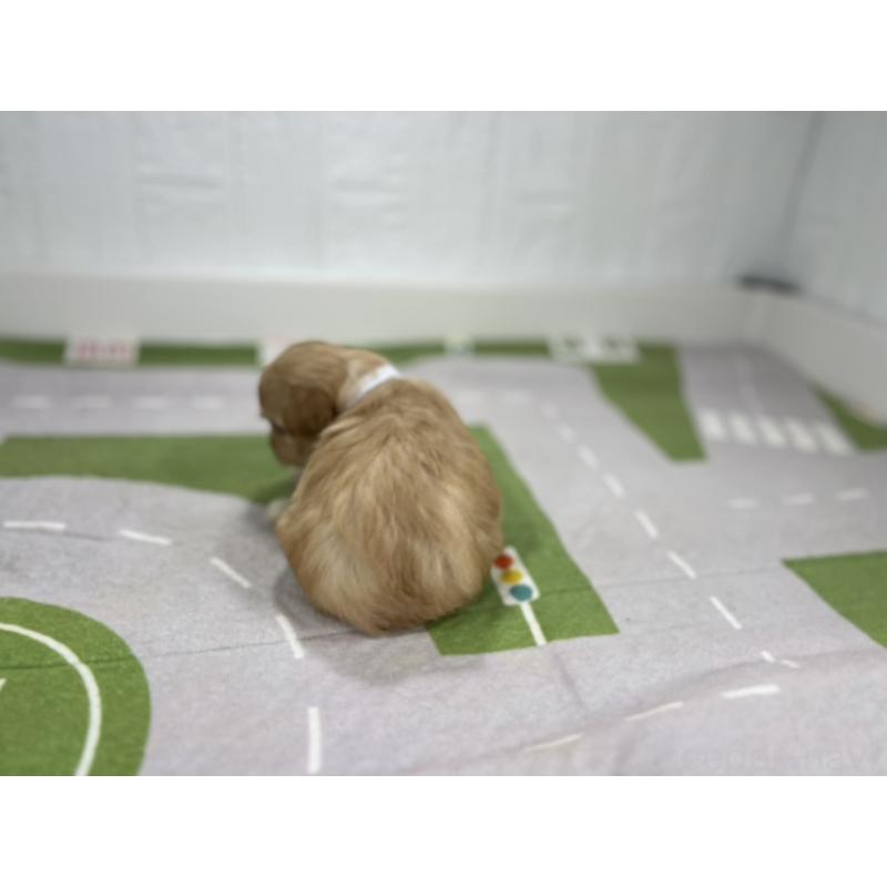 販売中の愛知県のマルプー:マルチーズ×トイプードル-401784の3枚目
