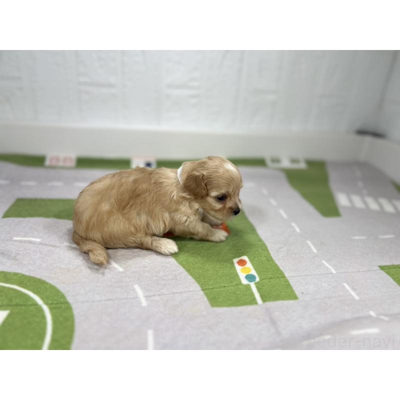 販売中の愛知県のマルプー:マルチーズ×トイプードル-401784の2枚目