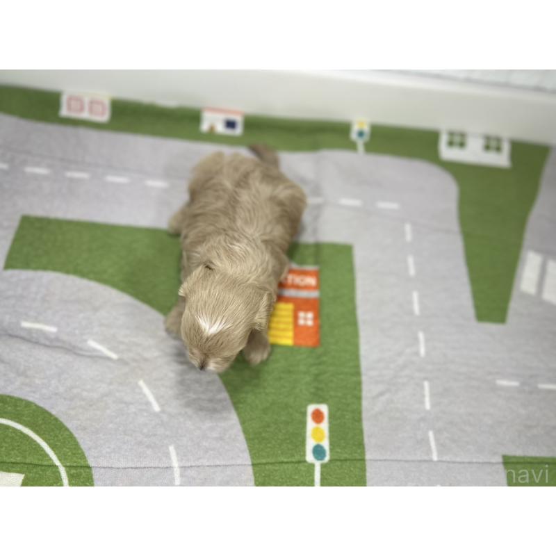 販売中の愛知県のマルプー:マルチーズ×トイプードル-401786の5枚目