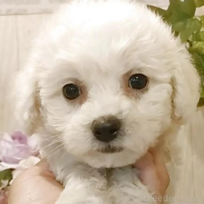 販売中の愛知県のビションフリーゼ-391922の6枚目