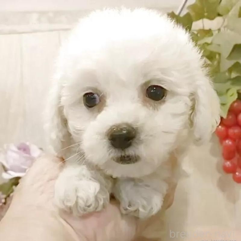販売中の愛知県のビションフリーゼ-391922の3枚目
