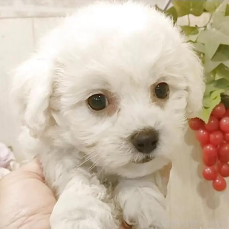 販売中の愛知県のビションフリーゼ-391922の2枚目