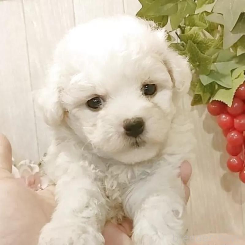 販売中の愛知県のビションフリーゼ-393209の6枚目