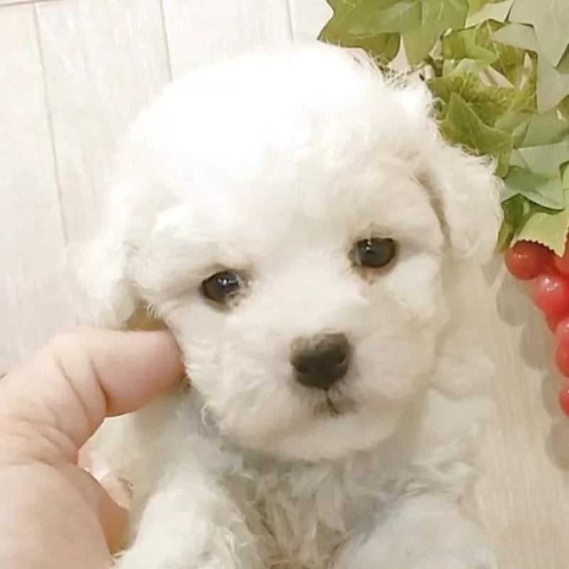 販売中の愛知県のビションフリーゼ-393209の3枚目