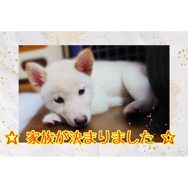 成約済の栃木県の柴犬-395046の1枚目