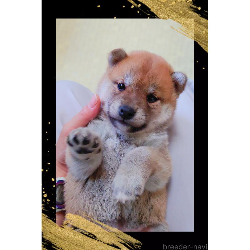 販売中の栃木県の柴犬-401788の6枚目