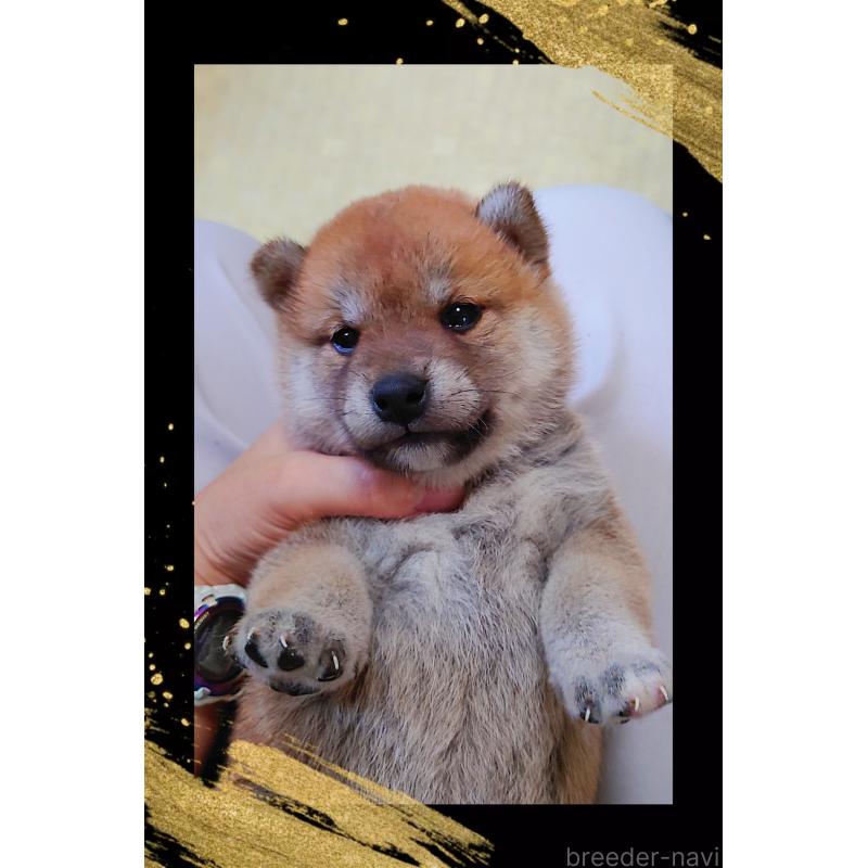 販売中の栃木県の柴犬-401788の5枚目